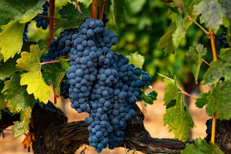 Tempranillo grapes