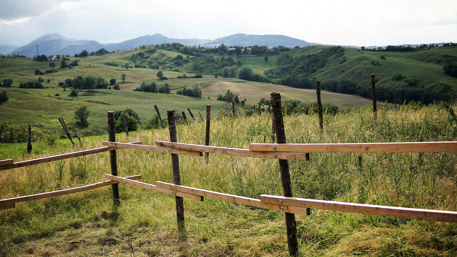 Parmigiano Reggiano farms