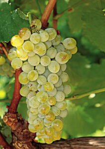 Grapes of Santorini