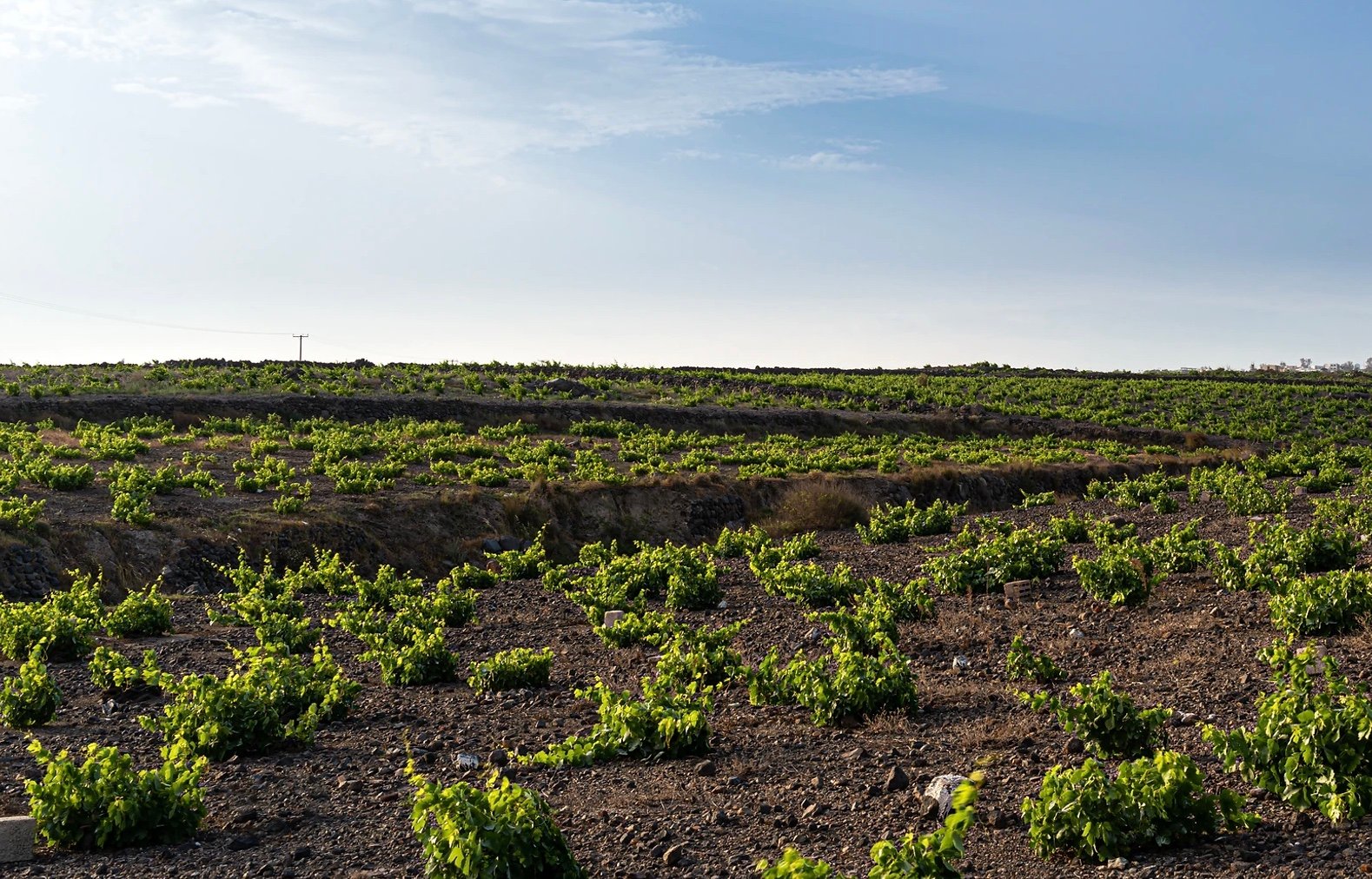 Gavalas winery